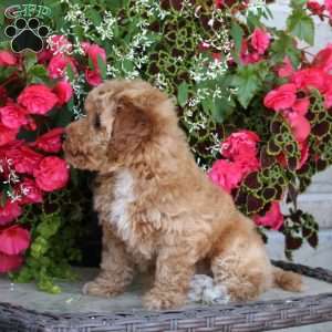 Kiwi, Bich-Poo Puppy